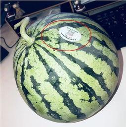 网红吃瓜视频哪里有,热门内容背后的秘密解析