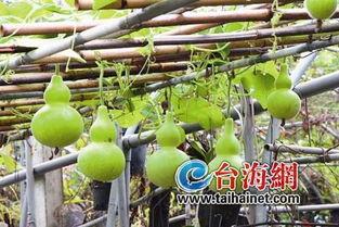 网红吃的整个葫芦瓜,一瓜到底，葫芦瓜美食盛宴大揭秘