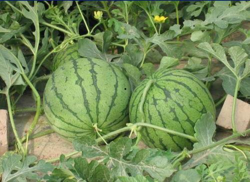 睢宁网红吃瓜事件视频,揭秘网络争议背后的真相